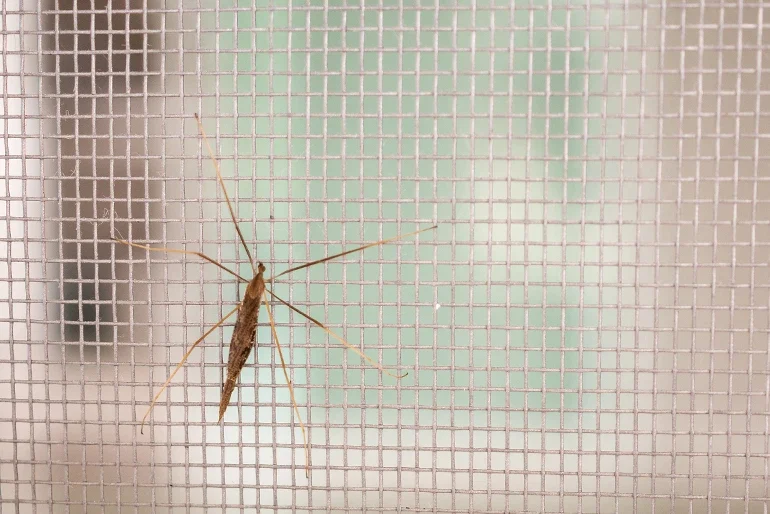 Master Window Cleaners - Service Header, Mosquito Screen Cleaning